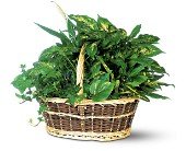 Large Basket Garden in Chicago Ridge IL, James Saunoris & Sons