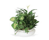 Medium Dish Garden, picture