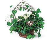 Kalanchoe and Ivy Basket in Chicago Ridge IL, James Saunoris & Sons