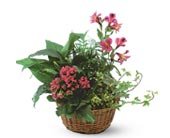 Dish Garden with Pinks in Chicago Ridge IL, James Saunoris & Sons