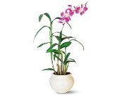 Dendrobium Orchid in Chicago Ridge IL, James Saunoris & Sons