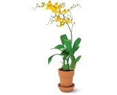 Yellow Oncidium Orchid in Chicago Ridge IL, James Saunoris & Sons