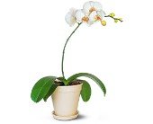 White Phalaenopsis Orchid in Chicago Ridge IL, James Saunoris & Sons
