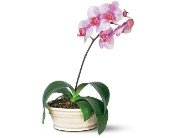 Lavender Phalaenopsis Orchid in Chicago Ridge IL, James Saunoris & Sons