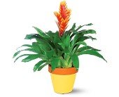 Exotic Bromeliad in Chicago Ridge IL, James Saunoris & Sons