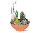Cactus Garden in Chicago Ridge IL, James Saunoris & Sons