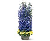 Distinguished Delphinium in Chicago Ridge�IL, James Saunoris & Sons