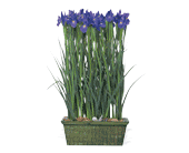 Iris Garden in Chicago Ridge�IL, James Saunoris & Sons