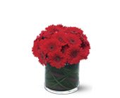 Red Gerbera Collection, picture