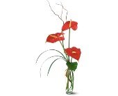 The Simplicity of Anthuriums in Chicago Ridge�IL, James Saunoris & Sons