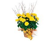 Yellow Hope Chrysanthemum in Chicago Ridge IL, James Saunoris & Sons