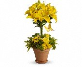 Yellow Fellow in Chicago Ridge IL, James Saunoris & Sons