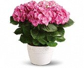 Happy Hydrangea - Pink in Chicago Ridge IL James Saunoris & Sons