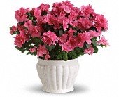 Pretty in Pink Azalea in Chicago Ridge IL, James Saunoris & Sons