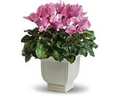 Sunny Cyclamen in Chicago Ridge IL, James Saunoris & Sons