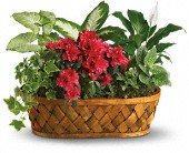 Plants Galore in Chicago Ridge IL, James Saunoris & Sons