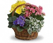 Spring Has Sprung Mixed Basket in Chicago Ridge IL James Saunoris & Sons