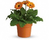 Rainbow Rays Potted Gerbera - Orange in Chicago Ridge IL James Saunoris & Sons