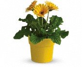 Rainbow Rays Potted Gerbera - Yellow in Chicago Ridge IL James Saunoris & Sons