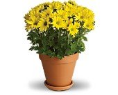 Sweet as a Daisy in Chicago Ridge IL James Saunoris & Sons