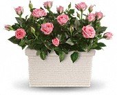 Rose Repose in Chicago Ridge IL James Saunoris & Sons