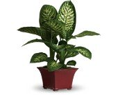Delightful Dieffenbachia in Chicago Ridge IL, James Saunoris & Sons