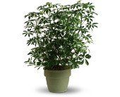 Amazing Arboricola in Chicago Ridge IL James Saunoris & Sons