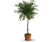 Towering Ficus in Chicago Ridge IL, James Saunoris & Sons