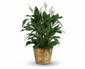Simply Elegant Spathiphyllum - Large in Chicago Ridge IL, James Saunoris & Sons