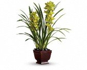 Teleflora's Splendid Orchids in Chicago Ridge IL, James Saunoris & Sons