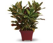 Stately Croton in Chicago Ridge IL James Saunoris & Sons