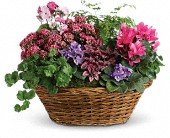 Simply Chic Mixed Plant Basket in Chicago Ridge IL James Saunoris & Sons