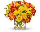 Summer Samba in Chicago Ridge IL James Saunoris & Sons