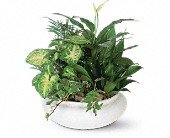 Medium Dish Garden in Chicago Ridge, Illinois, James Saunoris & Sons