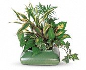 Small Garden Dish in Chicago Ridge IL James Saunoris & Sons