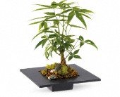 Money Tree in Chicago Ridge IL James Saunoris & Sons