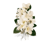 White Dendrobium Corsage in Chicago Ridge IL, James Saunoris & Sons